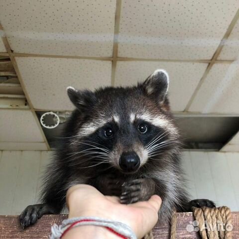 Еноты в Омске (Выставка енотов)