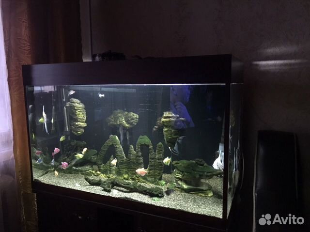 Продаю аквариум с рыбками купить на Зозу.ру - фотография № 8