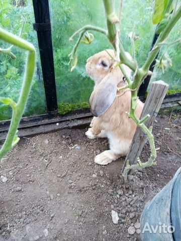Кролики Французский баран купить на Зозу.ру - фотография № 8
