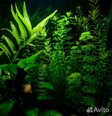 Прополка аквариумных растений