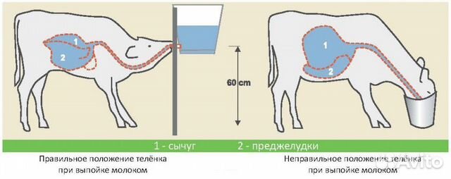 Выпойка телят схема