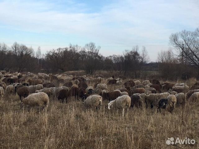 Овцы с ягнятами 127голов,супер ухоженные Овцы ягня купить на Зозу.ру - фотография № 1