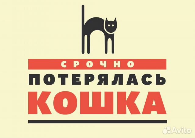 Ищу кошку купить на Зозу.ру - фотография № 4