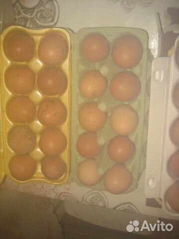 Яйца куриные домашние продаю купить на Зозу.ру - фотография № 2