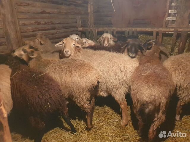 Полукурдючные овцы, ярки купить на Зозу.ру - фотография № 2