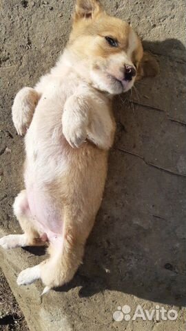 Собака (охотничья порода) купить на Зозу.ру - фотография № 4