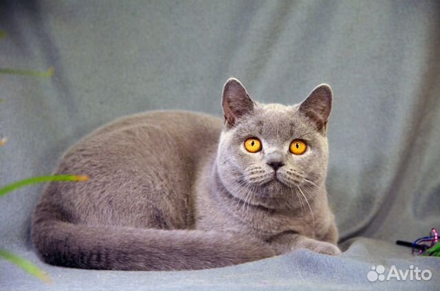 Британский котик, возможно в разведение купить на Зозу.ру - фотография № 2