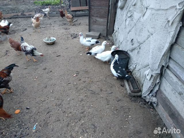 Утки купить на Зозу.ру - фотография № 7