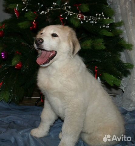 Большая перинейская горная собака - щенки купить на Зозу.ру - фотография № 8