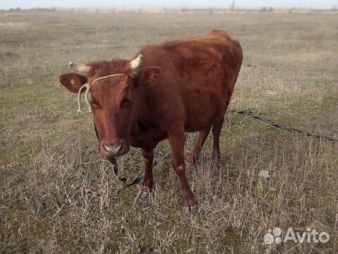 Корова и две тёлки купить на Зозу.ру - фотография № 1