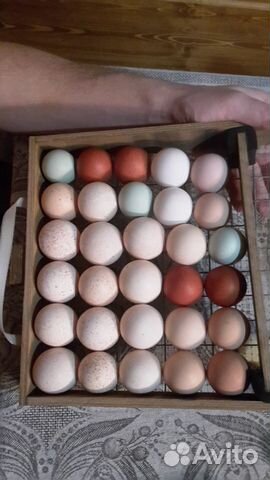 Инкубационное яйцо цветное купить на Зозу.ру - фотография № 2