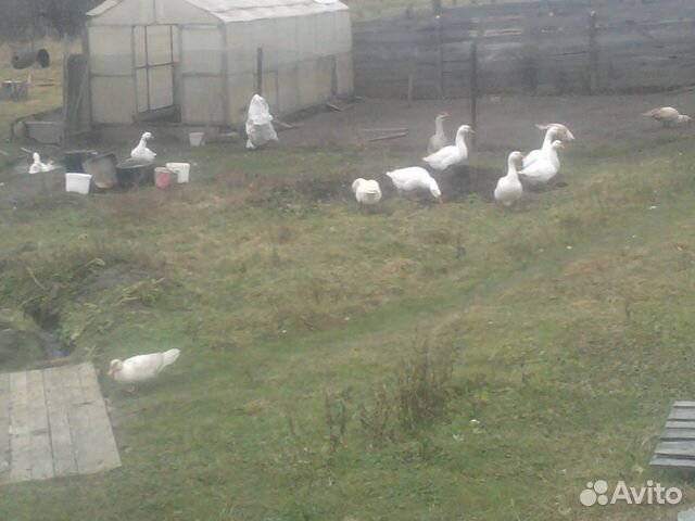 Петухи и гуси в городе тарусе. Таруса сцена петухи и гуси.