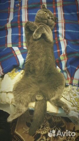 Вязка кот Шотландец (скоттиш-фолд)