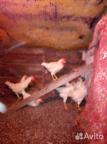 Суточные и подрощенные цыплята Белый Леггорн, Ливе купить на Зозу.ру - фотография № 5