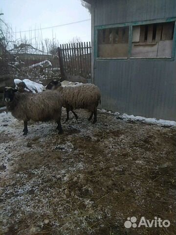 Овца с ягненком купить на Зозу.ру - фотография № 3