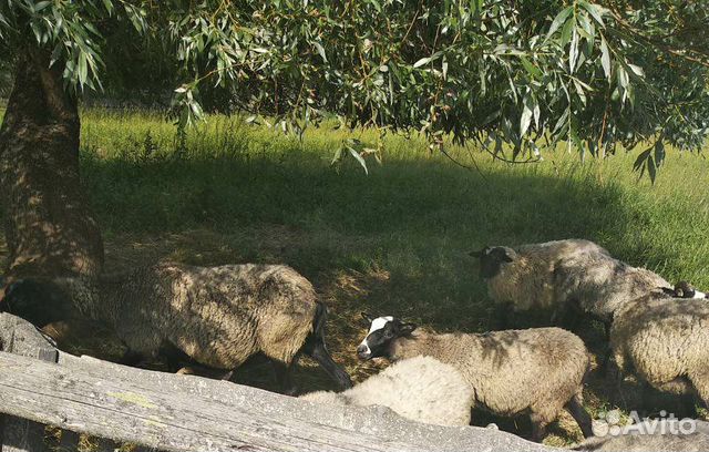 Продам овцу с ягнятами купить на Зозу.ру - фотография № 1