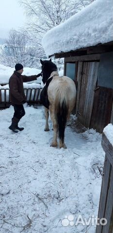 Продам лошадей купить на Зозу.ру - фотография № 2