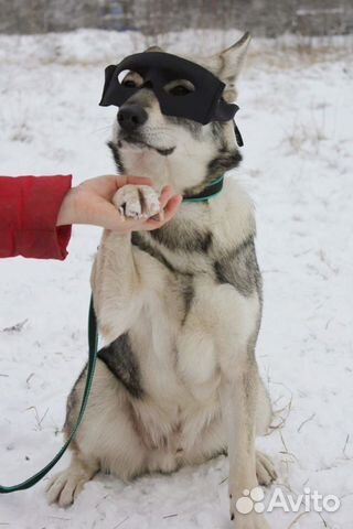 Симпатяга щенок Вульфи в добрые руки купить на Зозу.ру - фотография № 4