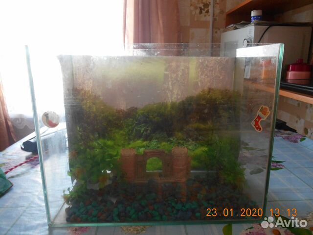 Продам бу аквариум на 20 литров купить на Зозу.ру - фотография № 2
