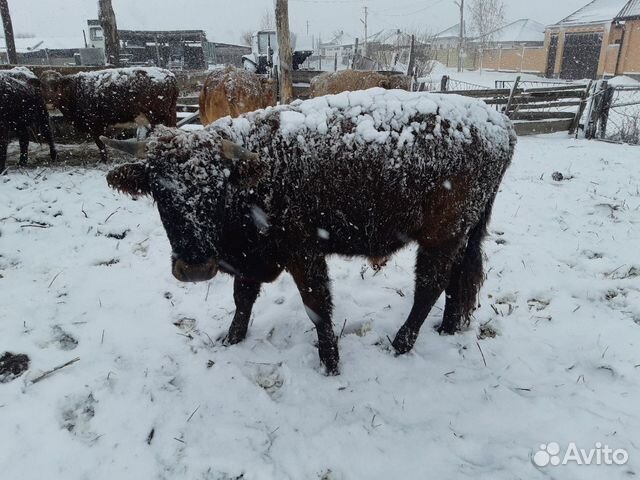 Корова с телёнком и бычки купить на Зозу.ру - фотография № 6