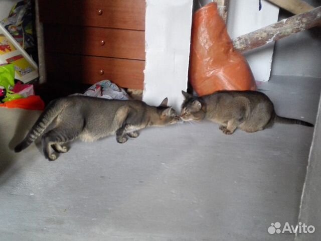 Абиссинские котята купить на Зозу.ру - фотография № 7