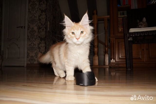 Котёнок Мейн-кун купить на Зозу.ру - фотография № 2