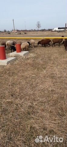 Овцематки с ягнятами купить на Зозу.ру - фотография № 4