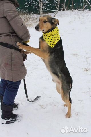Красивый пес в добрые руки купить на Зозу.ру - фотография № 6