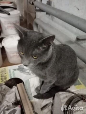 Отдам в хорошие руки, котику один год добрый, крас