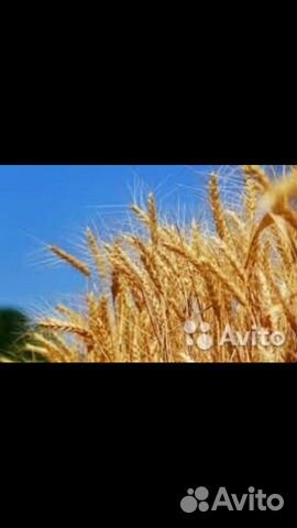 Пшеница (зерно) купить на Зозу.ру - фотография № 2
