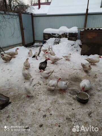 Петухи-голуби-утки купить на Зозу.ру - фотография № 2