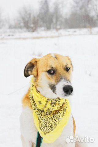 Собака Розочка в добрые руки бесплатно купить на Зозу.ру - фотография № 8