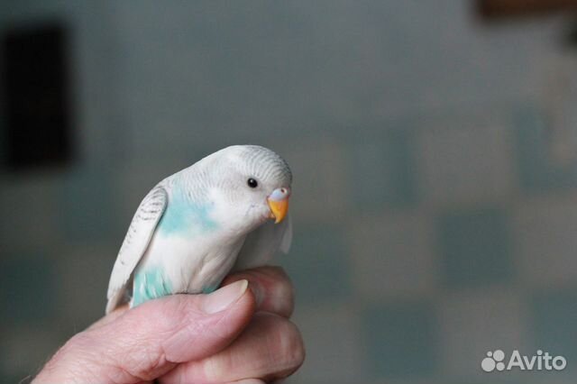 Птенцы волнистого попугая купить на Зозу.ру - фотография № 1