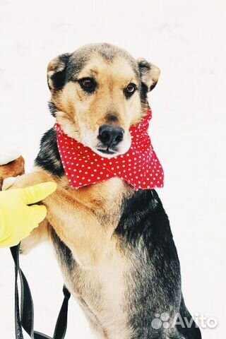 Собака Стенли Брамс в добрые руки бесплатно купить на Зозу.ру - фотография № 10