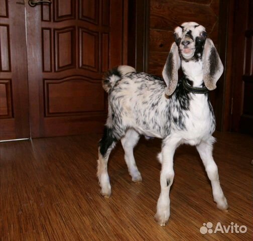Нубийские козёл коза козлята купить на Зозу.ру - фотография № 3