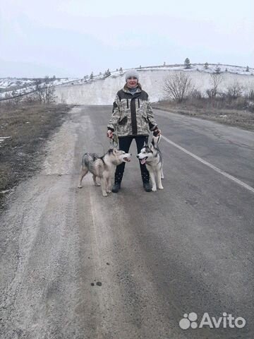 Собака хаски купить на Зозу.ру - фотография № 2