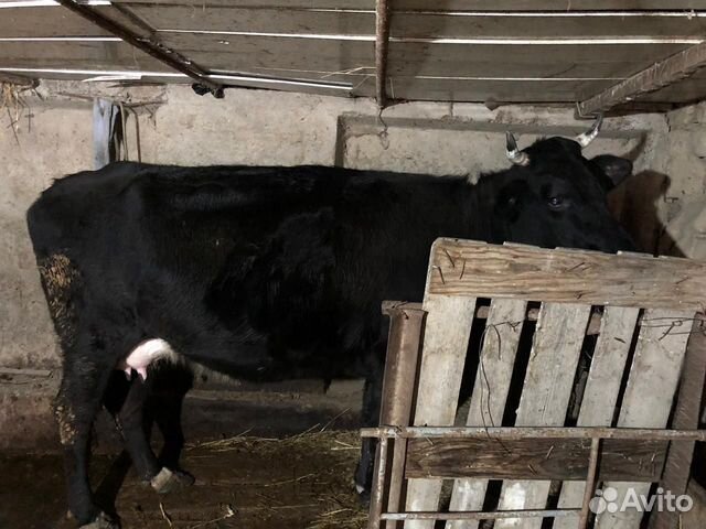 Корова и два теленка купить на Зозу.ру - фотография № 1