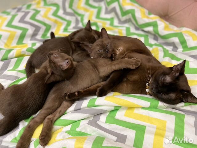 Бурманский Котенок Бурманский Котенок