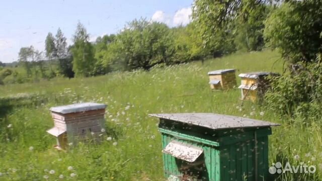Улей для пчёл купить на Зозу.ру - фотография № 1