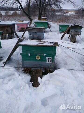 Улей, Пчёлы,Пчелопакеты,Семьи пчел купить на Зозу.ру - фотография № 6