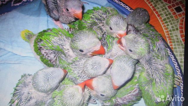 Птенцы ожереловых попугаев,недельные купить на Зозу.ру - фотография № 1