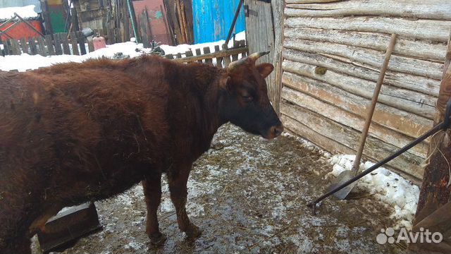 Корова молодая с теленком купить на Зозу.ру - фотография № 1