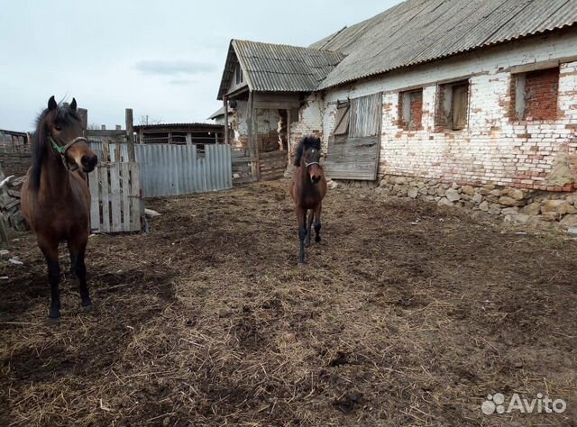 Лошадь и жеребёнок купить на Зозу.ру - фотография № 6