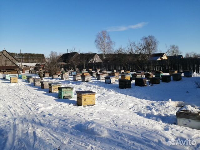 Пчелы, улья купить на Зозу.ру - фотография № 1