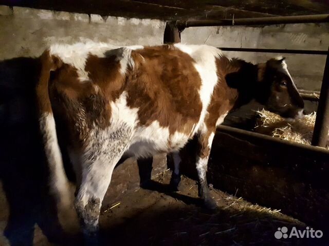 Корова, тёлочка купить на Зозу.ру - фотография № 2