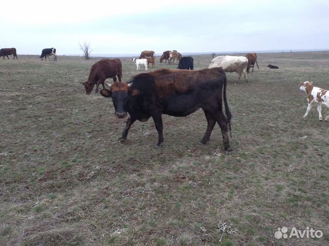 Продаются коровы, телята, звонить по номеру 8-928 купить на Зозу.ру - фотография № 6