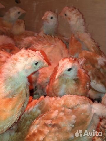 Цыпленок мини мясной купить на Зозу.ру - фотография № 1
