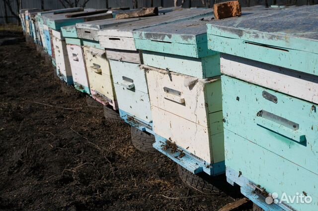 Пчелосемьи. Зимовалые семьи. Пчелы. Пакеты купить на Зозу.ру - фотография № 2