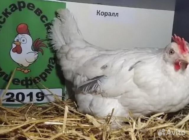 Инкубационное куринное яйцо купить на Зозу.ру - фотография № 3