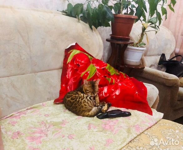 Бенгальский кот, ищем подругу купить на Зозу.ру - фотография № 4